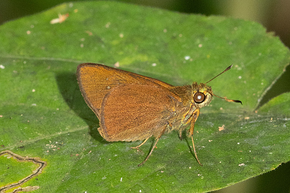 Caltoris kumara-1568- Krung Ching - 22/01/26