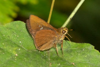 Caltoris kumara-1566- Krung Ching - 22/01/26