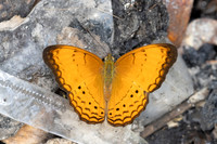 Cirrochroa surya siamensis-1314 - Krung Ching - 21/01/26
