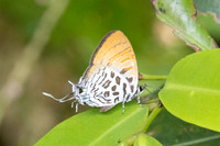 Drupadia theda--24 - Krung Ching - 20/01/26