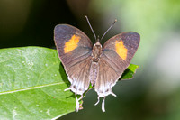 Drupadia theda--27 - Krung Ching - 20/01/26