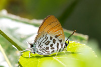 Drupadia theda--29 - Krung Ching - 20/01/26