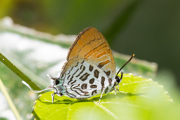 Drupadia theda--29 - Krung Ching - 20/01/26