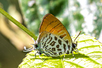 Drupadia theda- - Krung Ching - 20/01/26