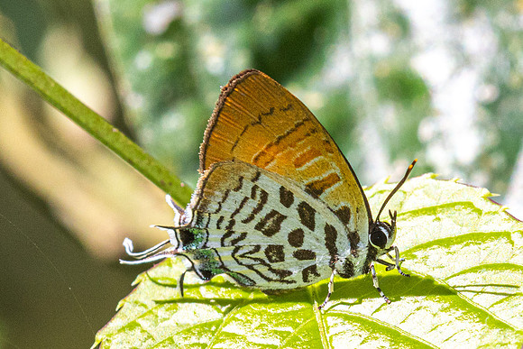 Drupadia theda- - Krung Ching - 20/01/26