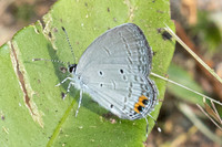Everes lacturnus-1107 - Krung Ching - 20/01/26
