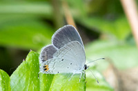 Everes lacturnus rileyi-1101 - Krung Ching - 20/01/26