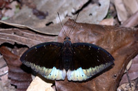 Lexias dirtea merguia-1258- Krung Ching - 21/01/26