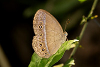 Mycalesis orseis--4 - - Krung Ching - 20/01/26