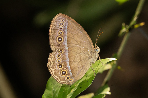 Mycalesis orseis--4 - - Krung Ching - 20/01/26