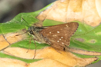 Pithauria marsena-1315- Krung Ching - 21/01/26