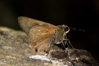 Pithauria marsena--17- Krung Ching - 20/01/26