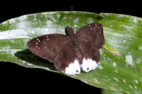 Tagiades toba-1230 - Krung Ching - 21/01/26