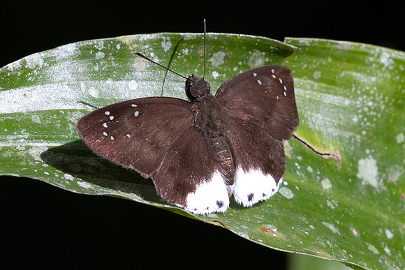 Tagiades toba-1230 - Krung Ching - 21/01/26