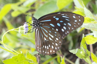 Tirumala septentrionis septentrionis-1958- Krung Ching - 22/01/26
