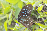 Tirumala septentrionis septentrionis-1959- Krung Ching - 22/01/26