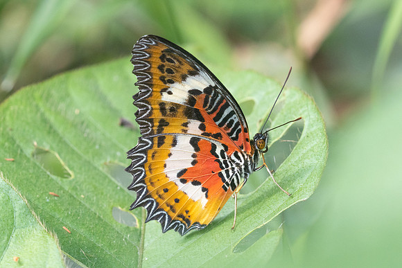 Cethosia hypsea - 1394- Krung Ching - 22/01/26