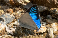 Ancema blanka-8583 - Chiang Dao - 8/02/26
