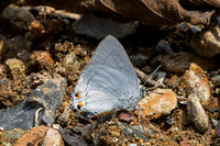 Ancema blanka-8590 - Chiang Dao - 8/02/26