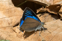 Ancema blanka-7899 - Chiang Dao - 7/02/26