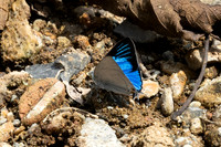 Ancema blanka-8586- Chiang Dao - 8/02/26