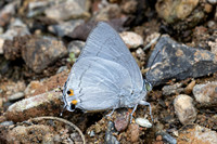 Ancema blanka-8603- Chiang Dao - 8/02/26