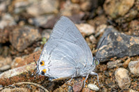 Ancema blanka-8608- Chiang Dao - 8/02/26