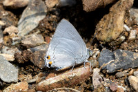 Ancema blanka-8643- Chiang Dao - 8/02/26