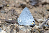 Ancema blanka-8693- Chiang Dao - 8/02/26