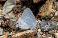Ancema blanka-8645- Chiang Dao - 8/02/26