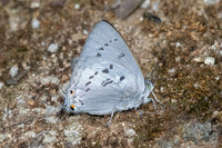 Ancema ctesia ctesia-8051