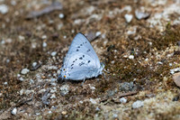 Ancema ctesia ctesia-8062
