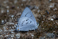 Ancema ctesia ctesia-8068