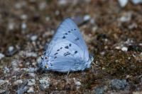 Ancema ctesia ctesia-8065