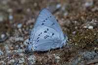 Ancema ctesia ctesia-8071