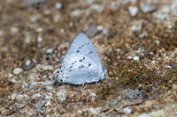 Ancema ctesia ctesia-8057
