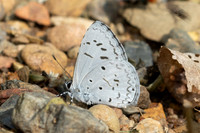 Acytolepis lilacea- 9157 - Chiang Dao - 9/02/26