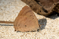 Arhopala alax--10 - Chiang Dao - 9/02/26