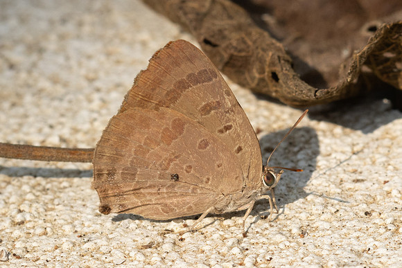 Arhopala alax--10 - Chiang Dao - 9/02/26
