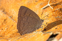 Arhopala alax--12- Chiang Dao - 9/02/26