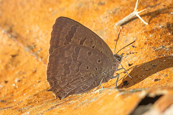 Arhopala alax--12- Chiang Dao - 9/02/26