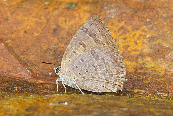 Arhopala alax--5- Chiang Dao - 9/02/26