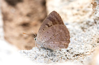 Arhopala sp--38- Chiang Dao - 9/02/26
