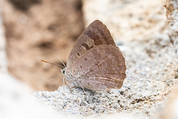 Arhopala sp--38- Chiang Dao - 9/02/26