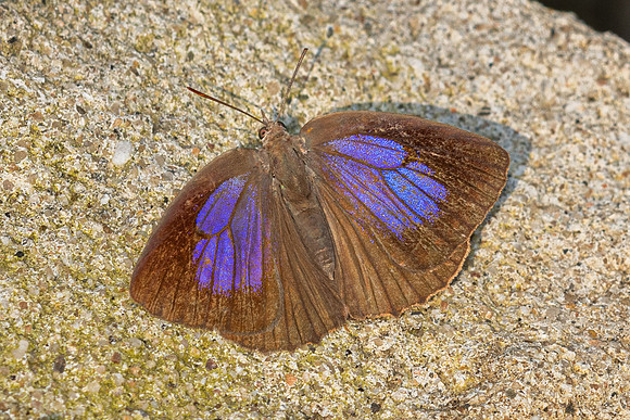 Arhopala sp--42- Chiang Dao - 9/02/26