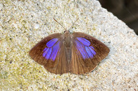 Arhopala sp--44- Chiang Dao - 9/02/26