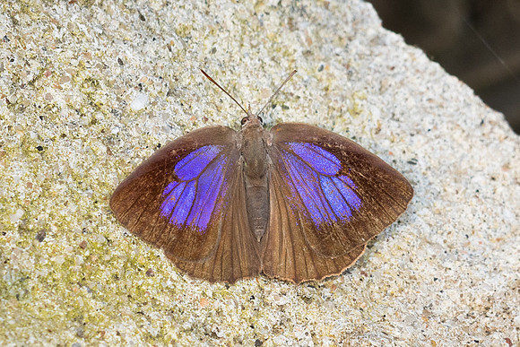 Arhopala sp--44- Chiang Dao - 9/02/26