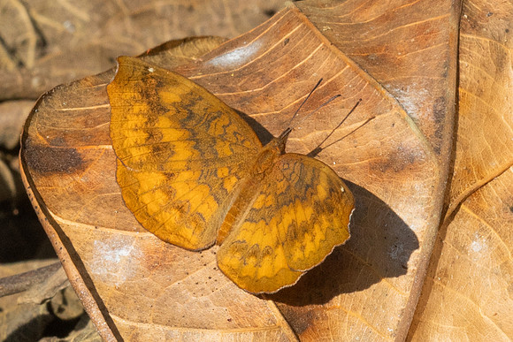 Ariadne merione-7513 - Chiang Dao - 7/02/26