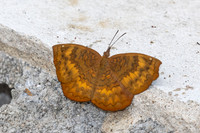 Aridne merione-- Chiang Dao - 9/02/26