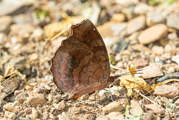 Ariadne merione-7980 - Chiang Dao - 7/02/26